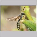 Cerceris arenaria - Sandknotenwespe m09 12mm.jpg